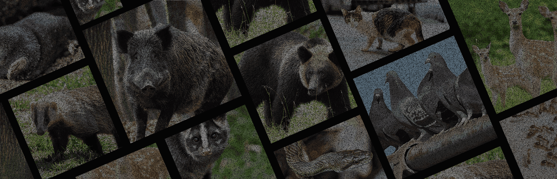 ヒトデでバリア