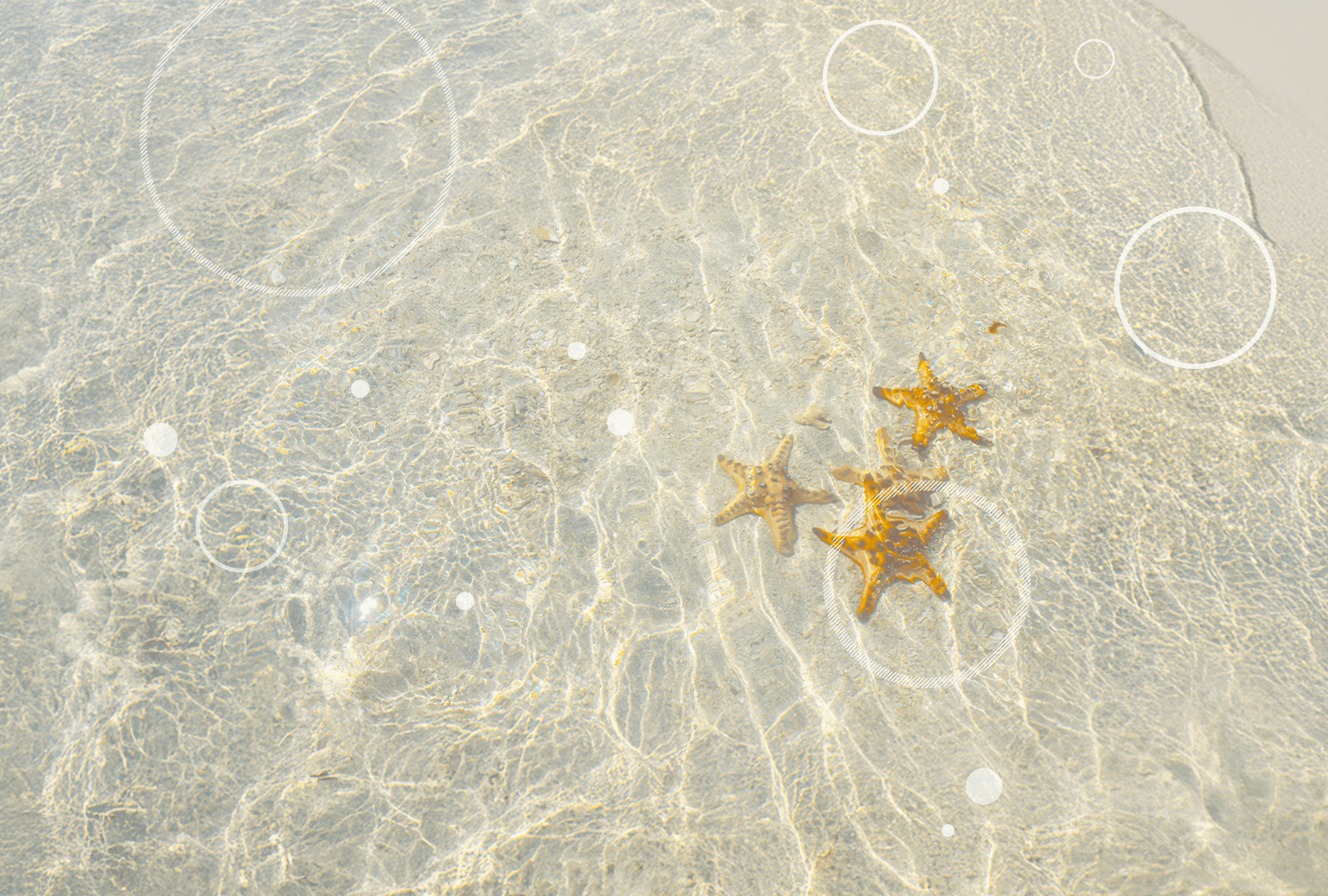 ヒトデでバリア