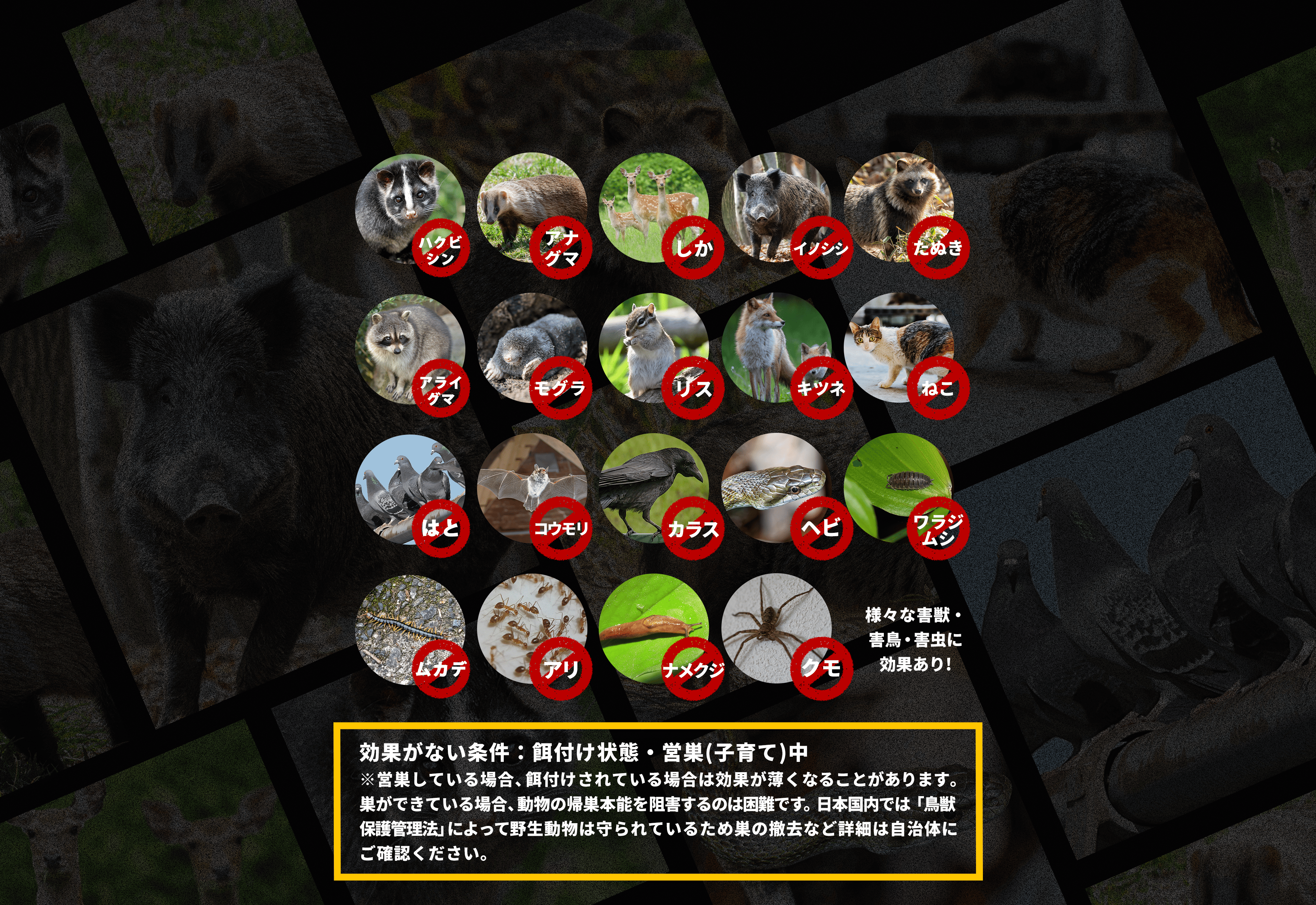 ヒトデでバリア